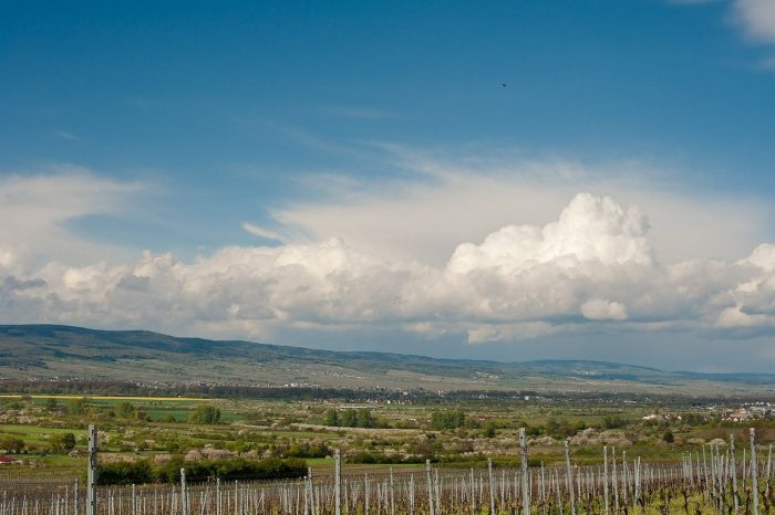 Rheingau, gesehen von Rheinhessen