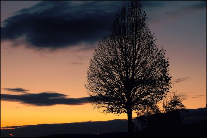 Baum vor Abendlicht - Klassiker mit Gähnfaktor? 